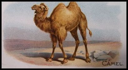 N21 10 Camel.jpg